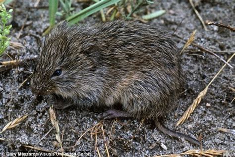 Cheating Is Genetic Among Prairie Voles At Least Daily Mail Online