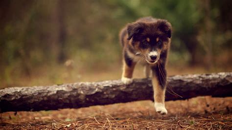 Dog Puppy In Forest Hd Wallpapers