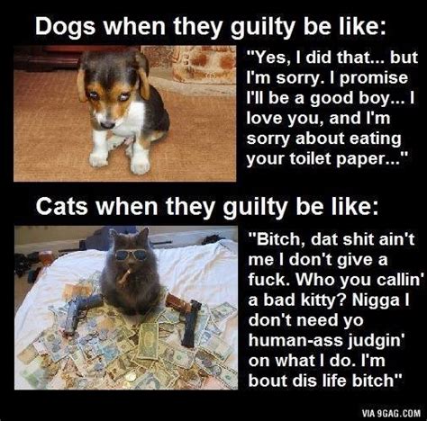Why Cats Are Better Than Dogs Kaila Yu