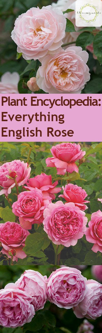 Plant Encyclopedia Everything English Rose Bless My Weeds Rose