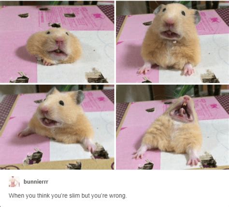 Hamster Gracioso Meme Meme Gracioso