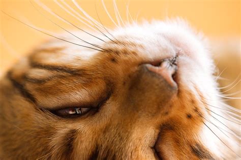Bengal Looking With One Eye Free Photo Download Freeimages