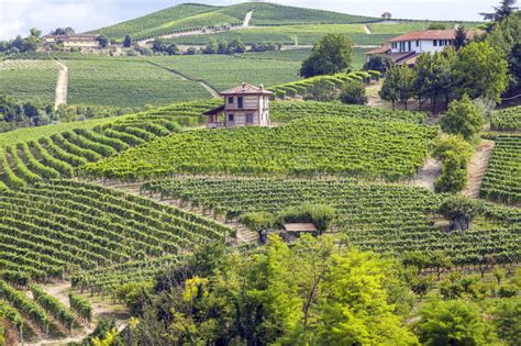 Langhe Barolo Vineyards Summer Panorama Color Image Stock Image