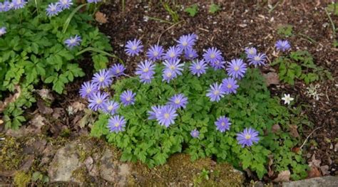 How To Plant Grow And Care For Anemones