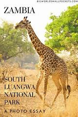 Zambia South Luangwa National Park