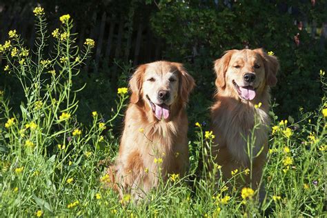 Two Golden Retrievers Sitting Together Photograph By Zandria Muench