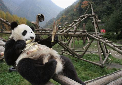 Giant Pandas No Longer Endangered
