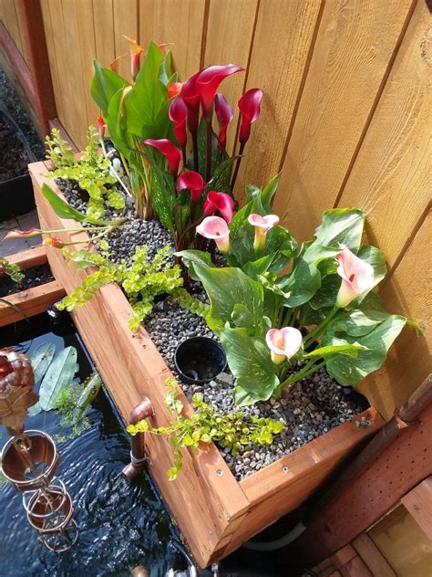 They should be on everyone's summer flowering bulbs list. Do you grow Calla Lily in the pond? | Garden Pond Forums