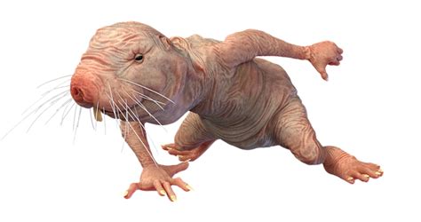 Free Naked Mole Rat Heterocephalus Glaber Images Pixabay