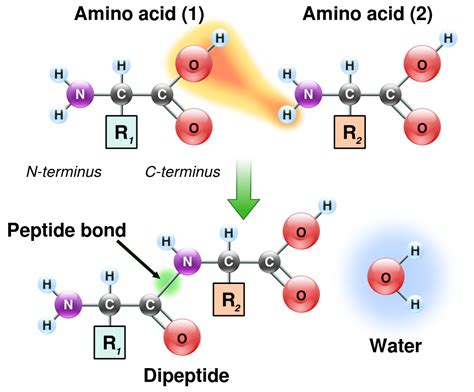 Amino Acids Structure Nutrition Course Hero