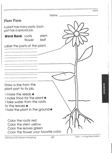 1st Grade Science Worksheets Picking Apart Plants People Free