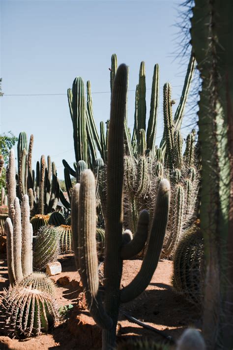 Tropical Cacti Growing In Sandy Tropical Garden · Free Stock Photo