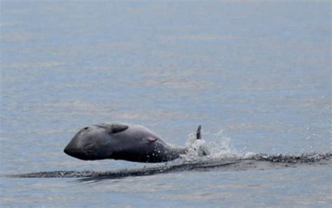 Pygmy Sperm Whale Espaço Talassa