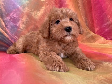 Apricot Miniature Schnoodle Puppies For Sale Iowa Minnesota Ready Now