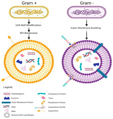 Ijms Free Full Text A Budding Relationship Bacterial Extracellular
