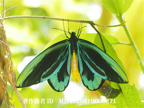 世界最大のチョウ。アレキサンドラトリバネアゲハのオス（4月の写真展で展示した写真50） 海野和男のデジタル昆虫記 緑のgoo