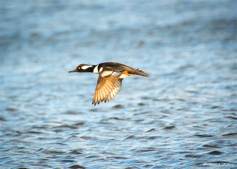 Flying Merganser Hooded Merganser Mangesh Kulkarni Flickr