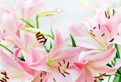 Pink Lily Background Stock Photo Image Of Lily Pink 6517408