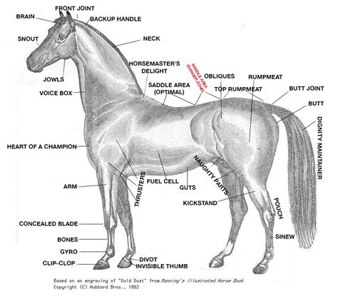 Parts Of The Horse Diagram Hanenhuusholli