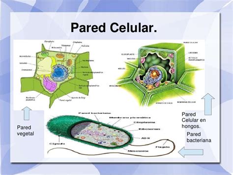 Que Es La Pared Celular De La Celula Vegetal Consejos Celulares