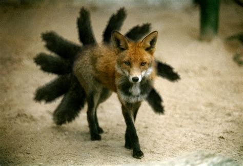 9 Tailed Fox By Sasuke0pro On Deviantart