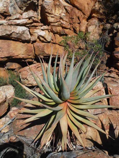 Aloe Comosa Agaveville