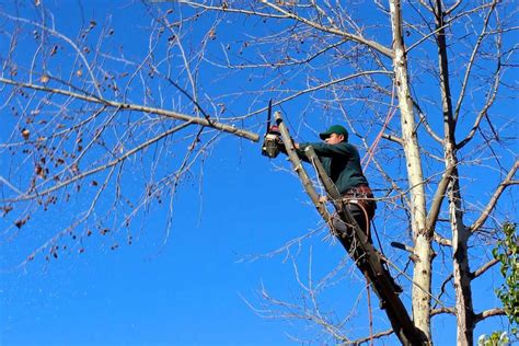 What Tools Do You Need To Trim Trees Lawnstarter