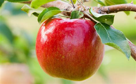 Stemilt To Manage New Minnesota Apple Good Fruit Grower