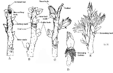 figure 1 bud growth of pecan showing developmentof lateral floral staminate buds