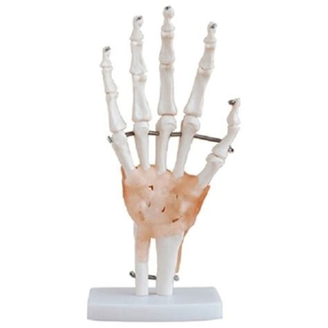 Kay Kay Pvc Hand Joint With Ligaments Model For Biological Lab Size