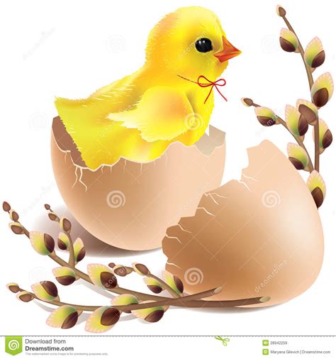 Easter Baby Chick Hatched Stock Vector Illustration Of Female 28942259