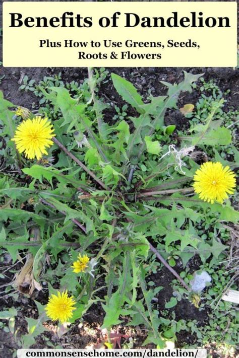 Benefits Of Dandelion Plus How To Use Greens Seeds Roots Flowers Artofit