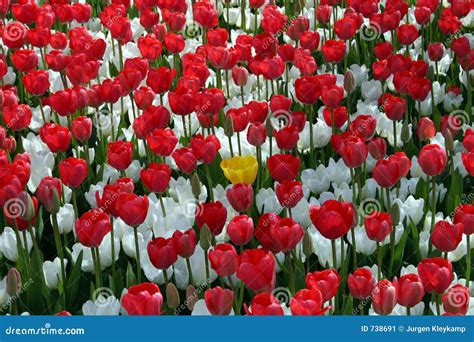 Red And White Flower Field Stock Image Image 738691
