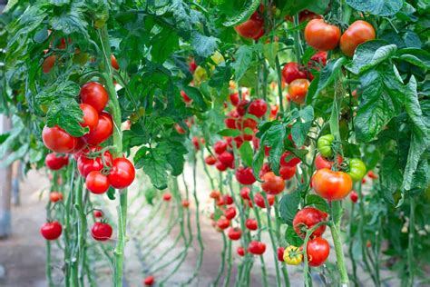 Early Girl Tomato Plant Buy At A Cheap Price Arad Branding