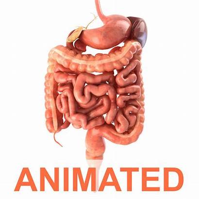 Digestive System 3d Animated Models Anatomy Animation
