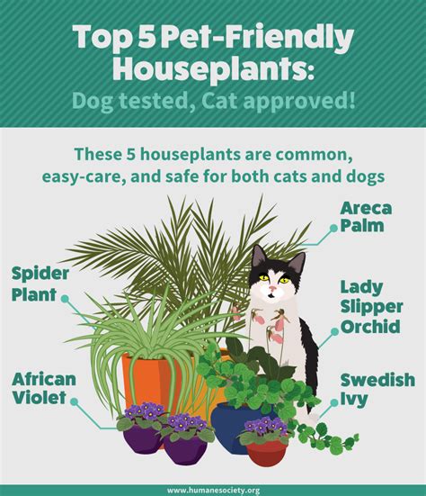 Even safe plants can cause minor discomfort if ingested, though effects are usually temporary and not reason for concern. Houseplants Safe for Cats and Dogs | Fix.com