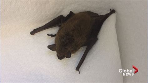 New Brunswick Man Receiving Rabies Treatment After Bat Bite New