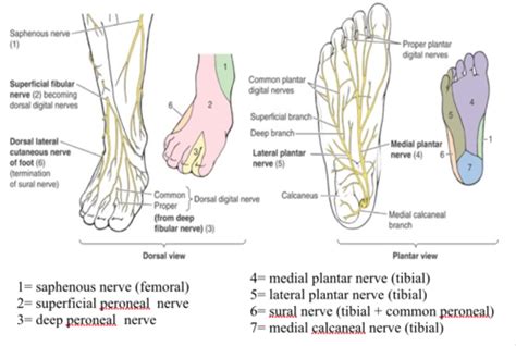 Nerves Of Foot Flashcards Quizlet