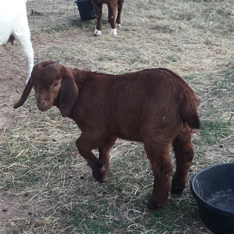 We specialize in gentle exotics. Boer goats for sale In Texas - Townsend Goat Ranch