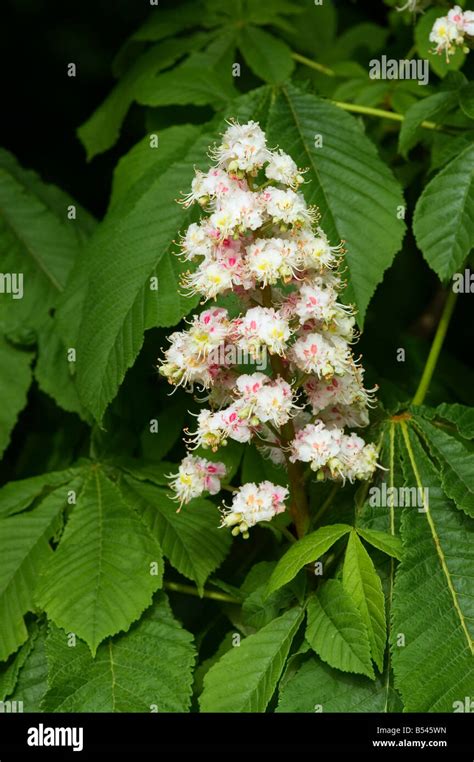 Aesculus Hippocastanum Horse Chestnut Stock Photo Alamy