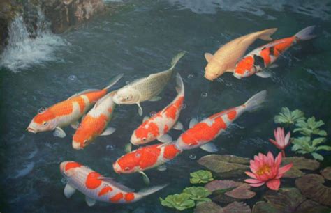 Koi Fish Picture Hd Desktop Wallpapers 4k Hd