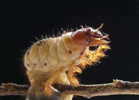 Relatively insoluble in water, they cling to plant tissues and accumulate in. Species of the day: Cockchafer | Sussex Wildlife Trust