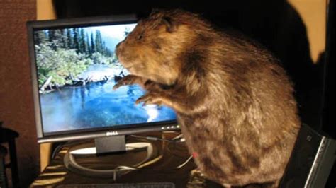 This Beaver Based Gaming Pc Is Still Haunting After All These Years