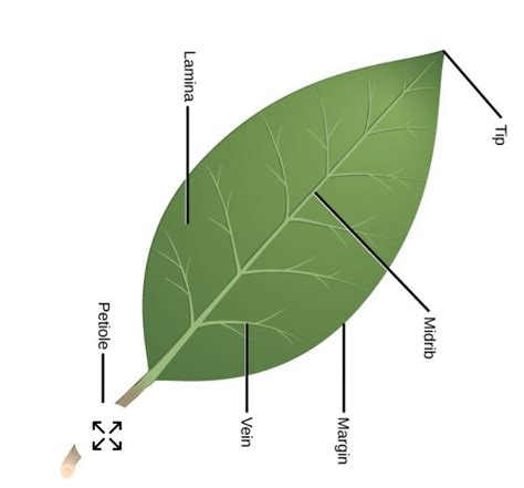 Draw Neat Labelled Diagram Of A Leaf Images And Photos Finder