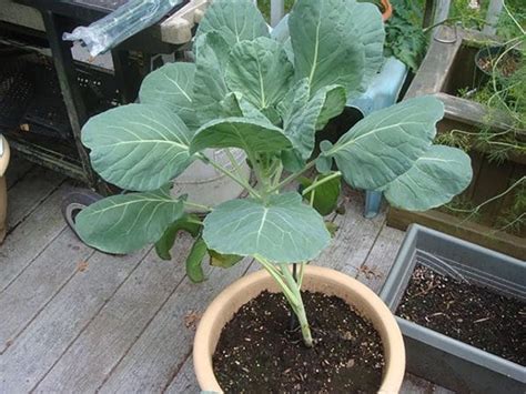 Growing Brussels Sprouts In Containers How To Grow