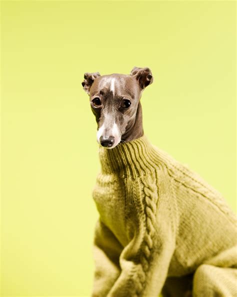 Do Dogs Like Wearing Sweaters