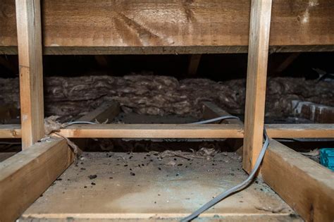 Liverpool Hell Home Infested With Rats And Maggots Liverpool Echo