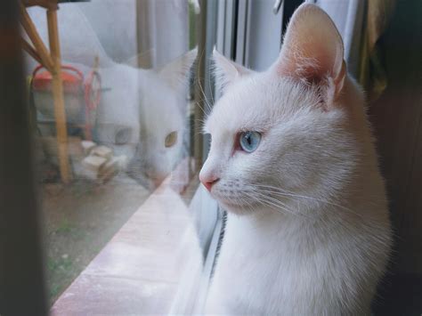 White Cat Looking Out Window · Free Stock Photo