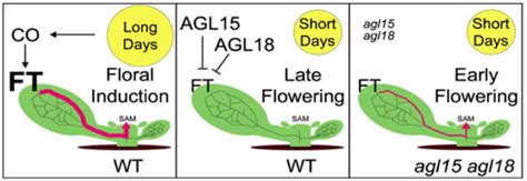 Regulation Of Flowering Time Fernandez Lab Uwmadison