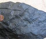 Names Of Fossils Pictures